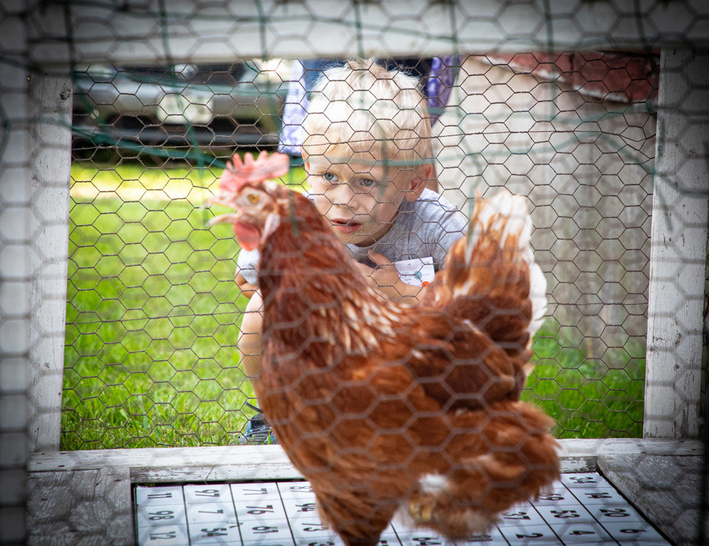 Reed looking into the eyes of a chicken